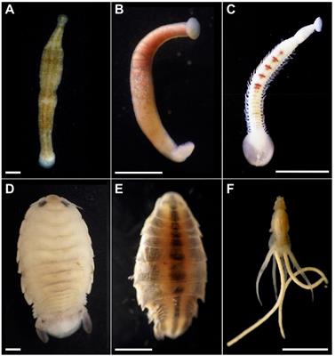 Marine vampires: Persistent, internal associations between bacteria and blood-feeding marine annelids and crustaceans